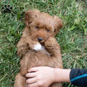 Louie, Mini Goldendoodle Puppy
